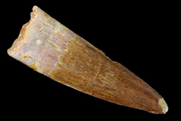 Spinosaurus Tooth - Real Dinosaur Tooth #154008
